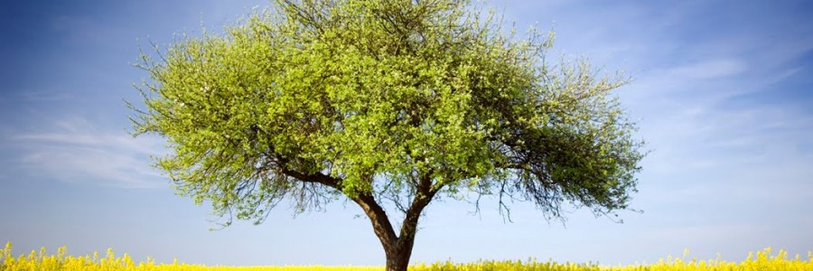 spring tree
