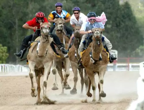 Advice Partners Melbourne Cup Luncheon and Camel Races