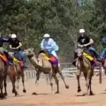 camels