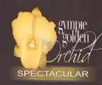 Golden Orchid